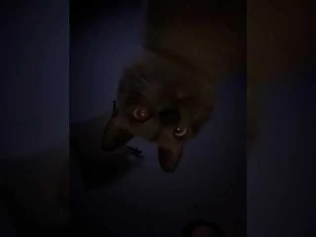 Rinaaamur on BongaCams